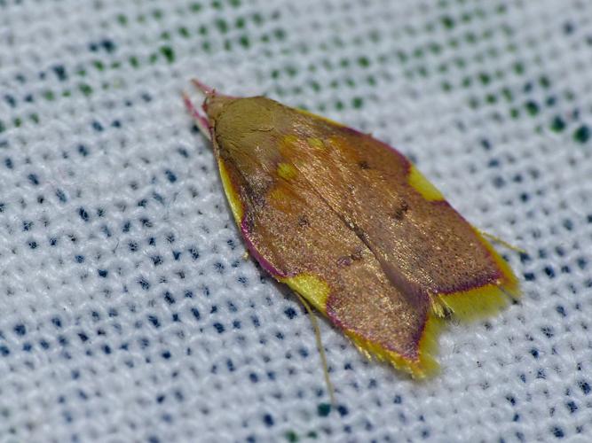 Carcina quercana © Morvan Debroize