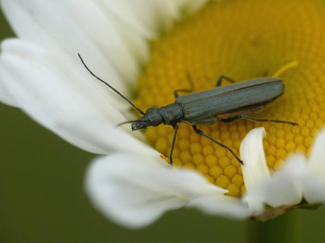 Oedemera virescens © Morvan Debroize