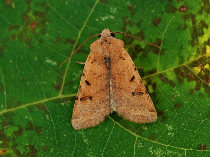 Xanthie cannellée (La) (Agrochola lychnidis) © Bertrand Debroize