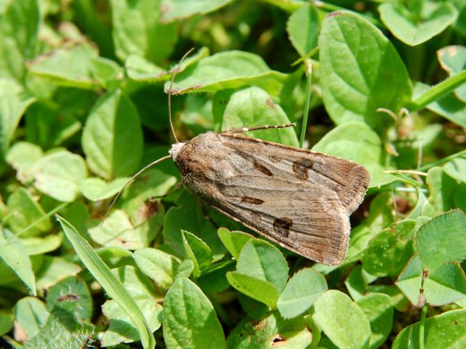 Point d'Exclamation (Agrotis exclamationis) © Morvan Debroize