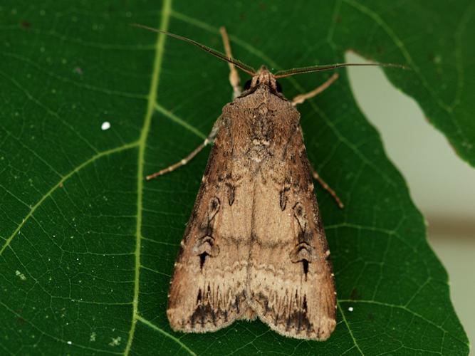 Noctuelle baignée (La) (Agrotis ipsilon) © Bertrand Debroize