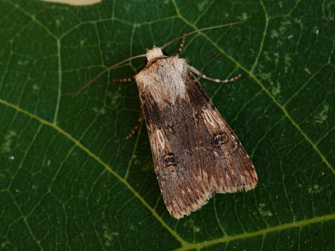 Noctuelle des Renouées (La) (Agrotis puta) © Bertrand Debroize