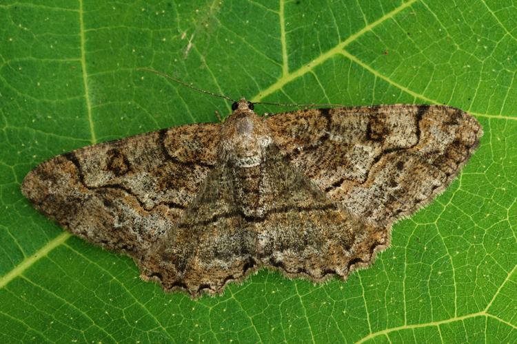 Boarmie recourbée (La) (Alcis repandata) © Bertrand Debroize