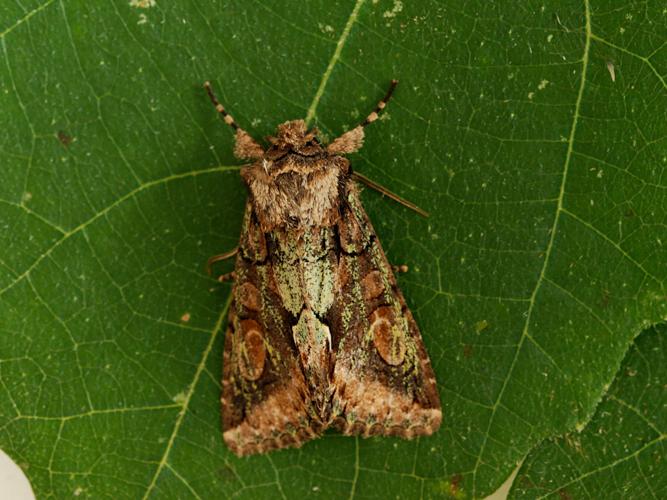 Aubépinière (L') (Allophyes oxyacanthae) © Bertrand Debroize