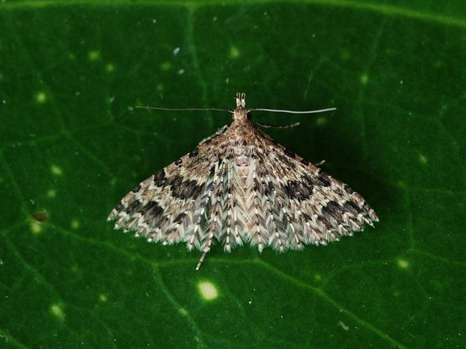 Alucita hexadactyla © Bertrand Debroize