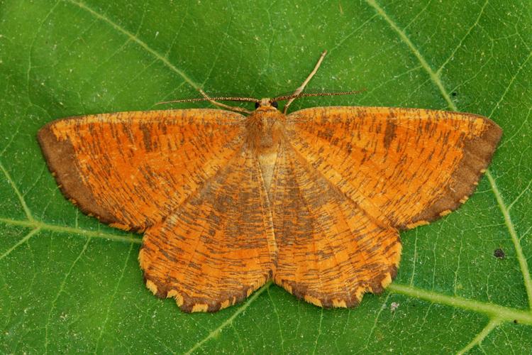 Phalène du Noisetier (Angerona prunaria) © Bertrand Debroize