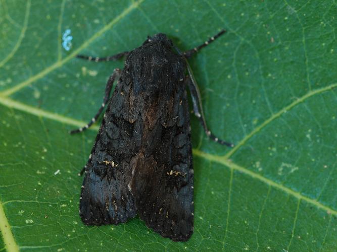 Noctuelle anthracite (La) (Aporophyla nigra) © Bertrand Debroize