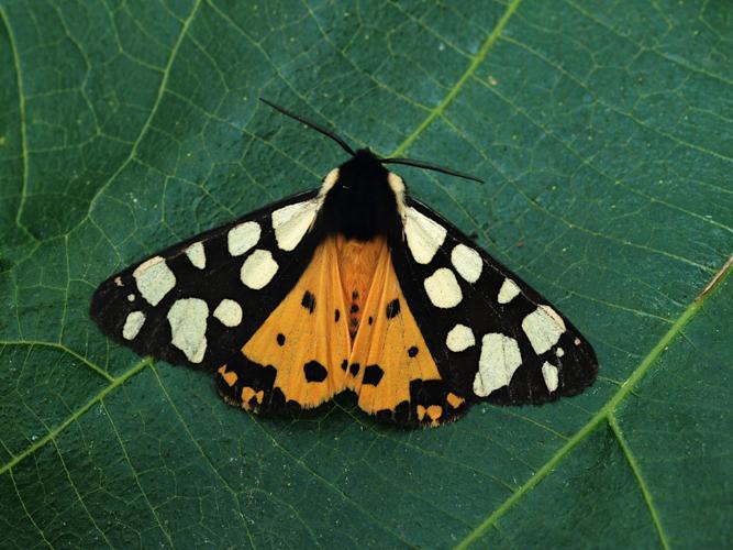 Ecaille fermière (Arctia villica) © Bertrand Debroize