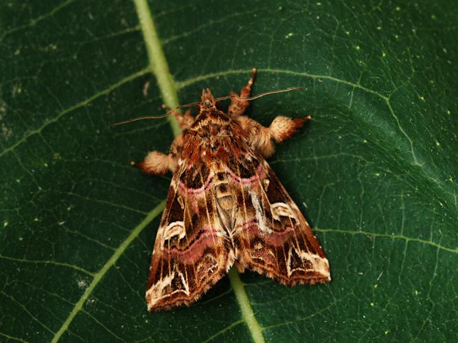 Noctuelle de la Fougère (La) (Callopistria juventina) © Bertrand Debroize