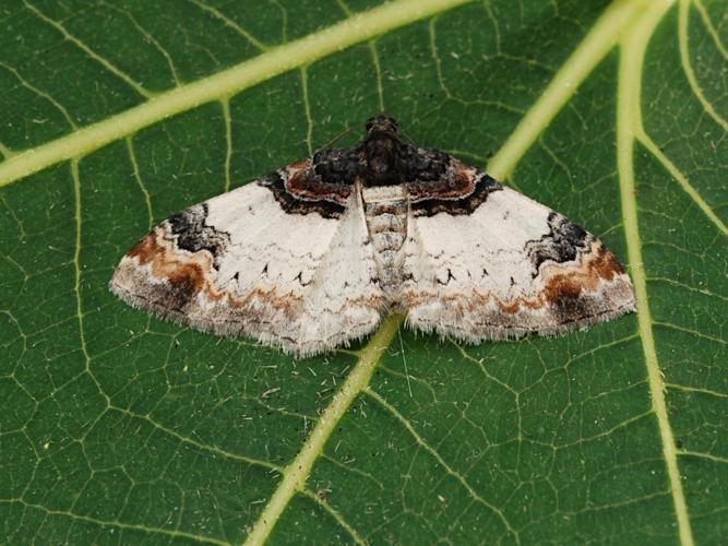 Eubolie sinuée (L') (Catarhoe cuculata) © Bertrand Debroize