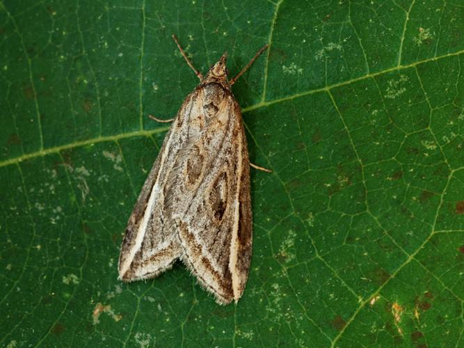 Chésias du Genêt (La) (Chesias legatella) © Bertrand Debroize