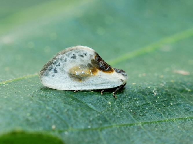 Petite Epine (La) (Cilix glaucata) © Bertrand Debroize