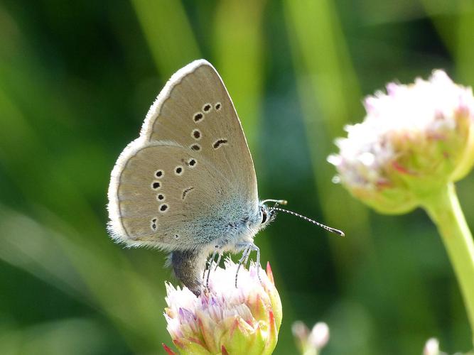 Demi-Argus (Cyaniris semiargus), femelle © Morvan Debroize