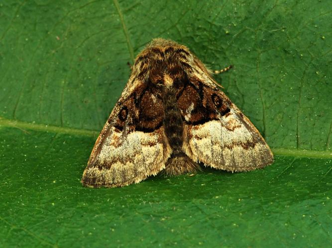 Noctuelle du Coudrier (Colocasia coryli) © Bertrand Debroize