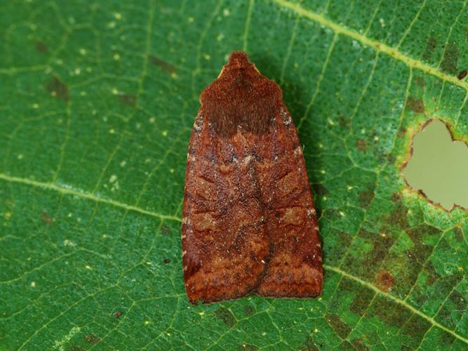 Orrhodie ligulée (L') (Conistra ligula) © Bertrand Debroize