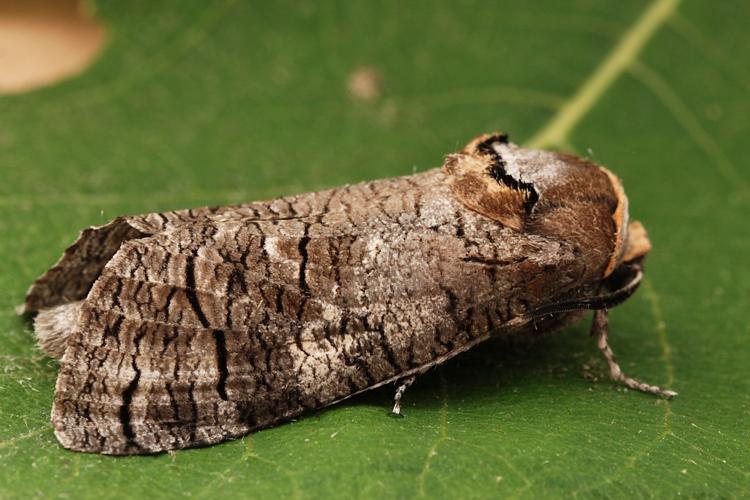 Cossus gâte-bois (Cossus cossus) © Bertrand Debroize