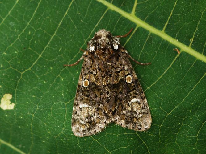 La Troënière (Craniophora ligustri) © Bertrand Debroize