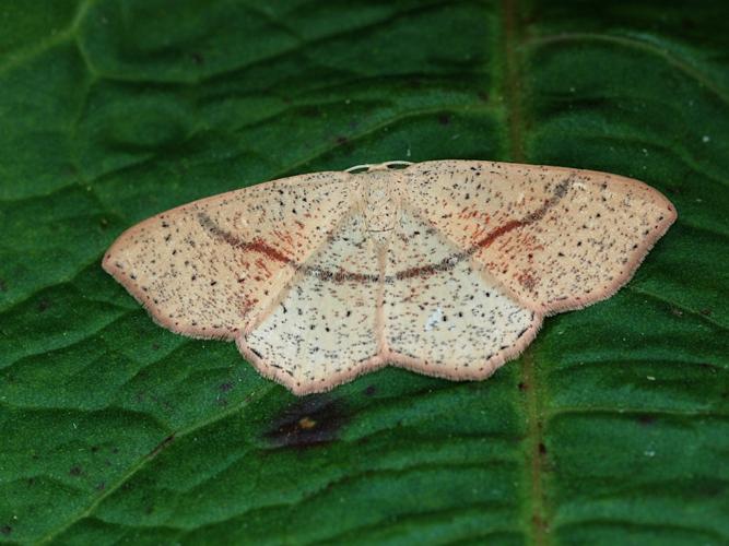 Ephyre ponctuée (L') (Cyclophora punctaria) © Bertrand Debroize