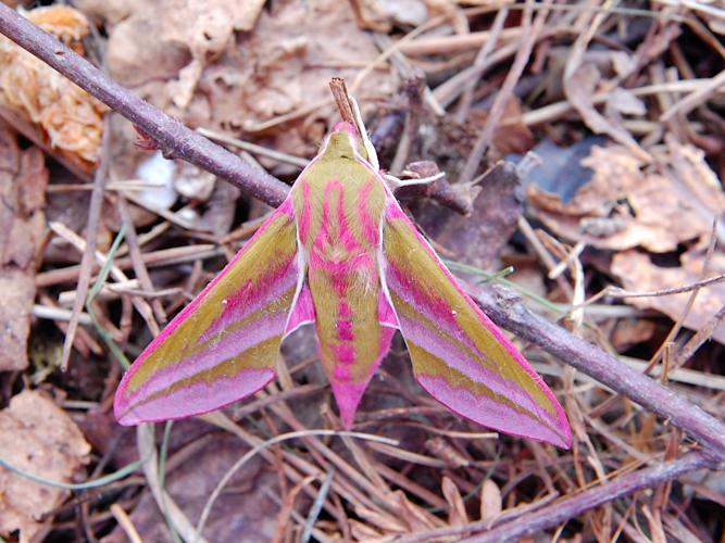 Grand Sphinx de la Vigne (Deilephila elpenor) © Morvan Debroize