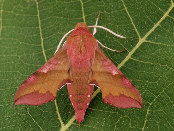 Petit Sphinx de la Vigne (Deilephila porcellus) © Bertrand Debroize