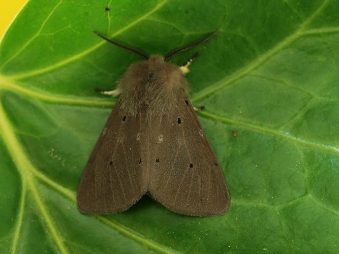 Ecaille mendiante (Diaphora mendica), mâle © Bertrand Debroize