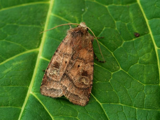 Noctuelle belle (La) (Diarsia rubi) © Bertrand Debroize