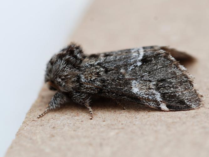 Ardoisée (L') Drymonia obliterata © Bertrand Debroize