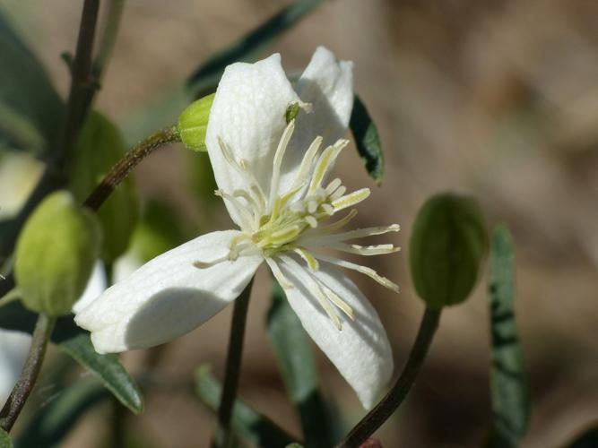 Clématite flammette (Clematis flammula) © Morvan Debroize