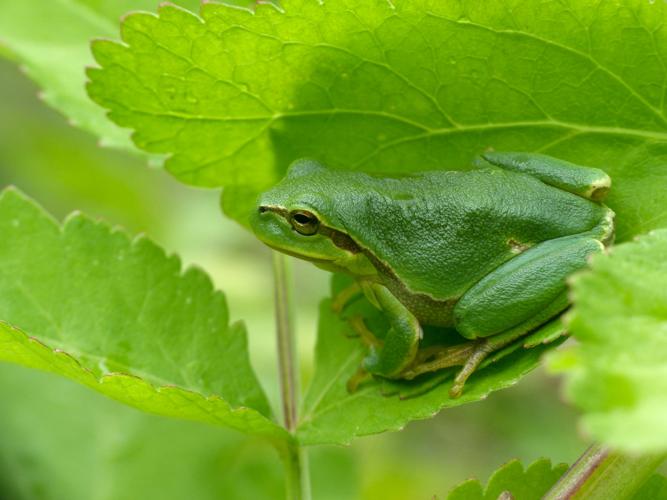 Rainette verte (Hyla arborea) © Morvan Debroize