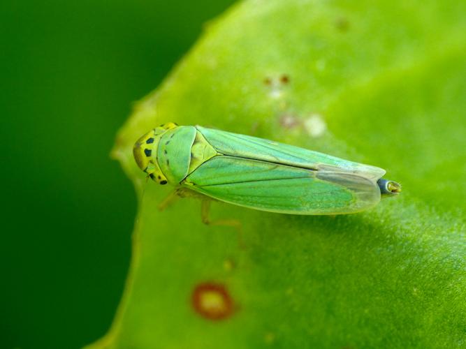 Cicadelle verte (Cicadella viridis) © Morvan Debroize