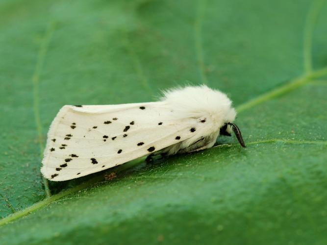 Écaille tigrée (Spilosoma lubricipeda) © Bertrand Debroize