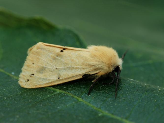 Écaille lièvre (Spilosoma lutea) © Bertrand Debroize