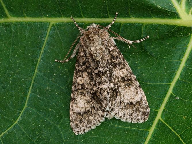 Noctuelle mégacéphale (Acronicta megacephala) © Bertrand Debroize