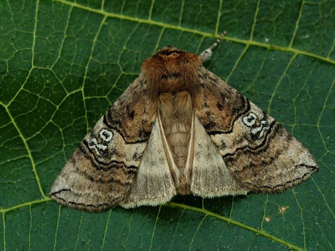 Octogésime (Tethea ocularis) © Bertrand Debroize