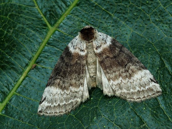 Cymatophore onduleuse (Tetheella fluctuosa) © Bertrand Debroize