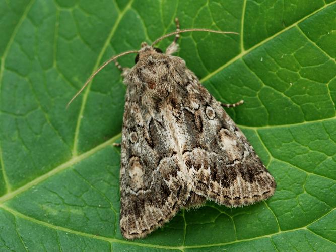 Noctuelle cythérée (Thalpophila matura) © Bertrand Debroize