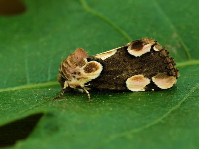 La Batis (Thyatira batis) © Bertrand Debroize