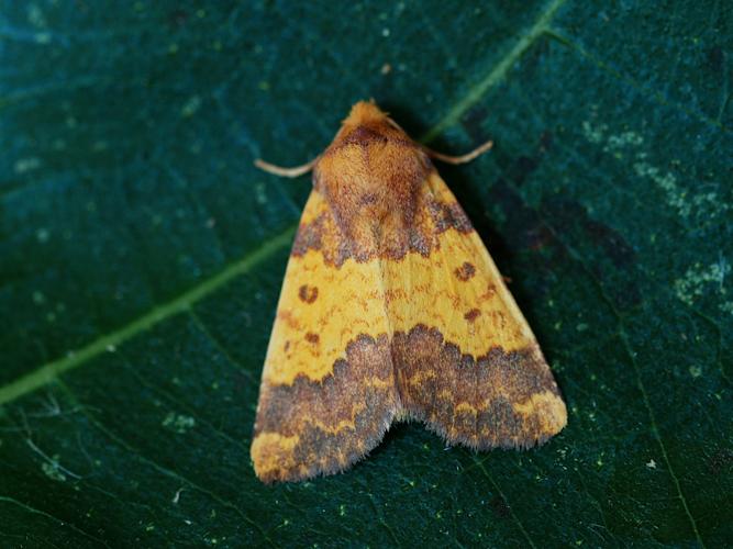 La Xanthie dorée (Tiliacea aurago) © Bertrand Debroize