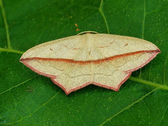 La Timandre aimée (Timandra comae) © Bertrand Debroize