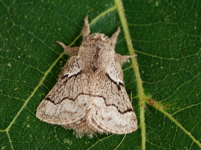 Bombyx de l'Aubépine (Trichiura crataegi) © Bertrand Debroize