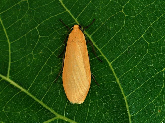 Manteau jaune (Eilema sororcula) © Bertrand Debroize