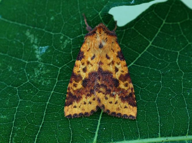 La Xanthie ochracée (Xanthia togata) © Bertrand Debroize