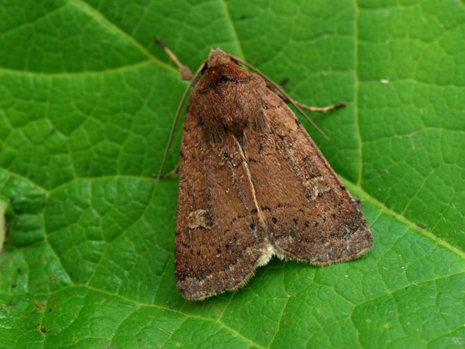 La Trimaculée (Xestia xanthographa) © Bertrand Debroize