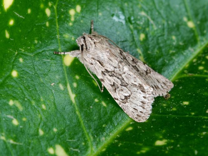 La Noctuelle areolée (Xylocampa areola) © Bertrand Debroize