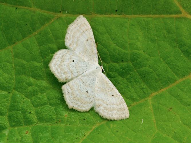 Acidalie des pâturages (Scopula immutata) © Bertrand Debroize