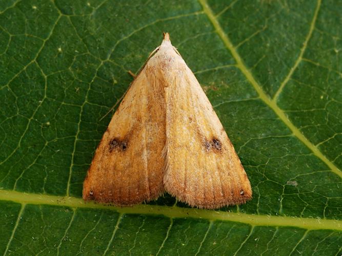 La Soyeuse (Rivula sericealis) © Bertrand Debroize