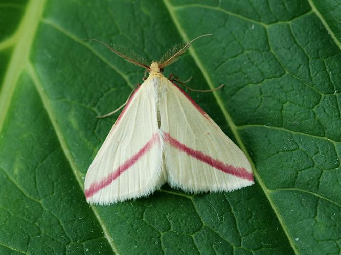 La Phalène sacrée (Rhodometra sacraria) © Bertrand Debroize