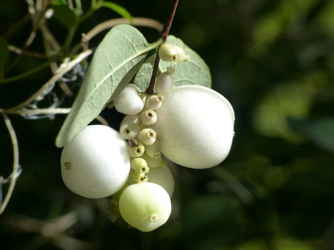 Symphorine à fruits blancs (Symphoricarpos albus) © Morvan Debroize