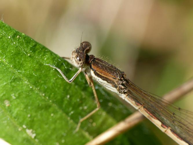 Leste brun (Sympecma fusca) © Morvan Debroize