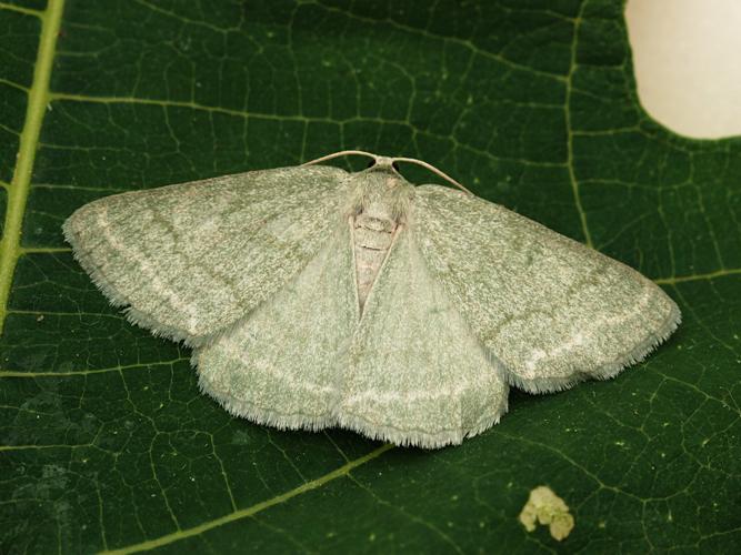 L' Hémithée du Genêt (Pseudoterpna pruinata) © Bertrand Debroize